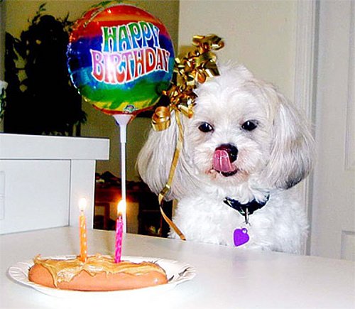 doggy_birthday.jpg