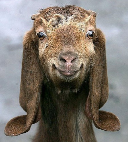 pic-happy-goat.jpg