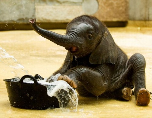 baby_elephant.jpg