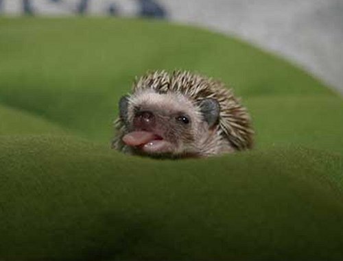 BabyHedgehogs4.jpg