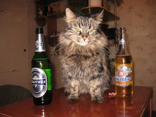 beercat.jpg