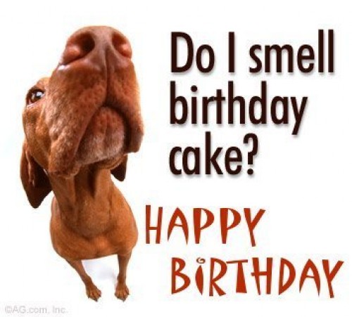 birthday_cake_dog.jpg