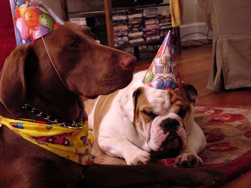 birthday-dogs.jpg