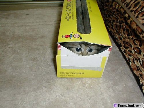 boxkittencute.jpg