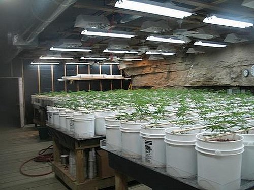 cannabis_plantage_usa_04.jpg