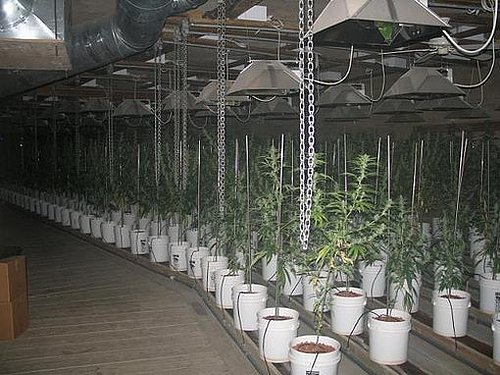 cannabis_plantage_usa_05.jpg