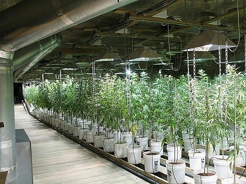 cannabis_plantage_usa_12.jpg