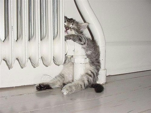 cat_warming.jpg