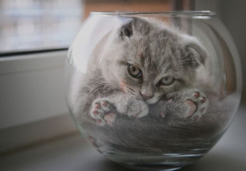 catbowl.jpg