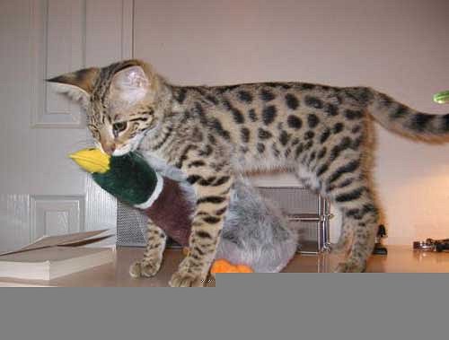 catduck.jpg