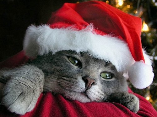 christmas_kitten.jpg