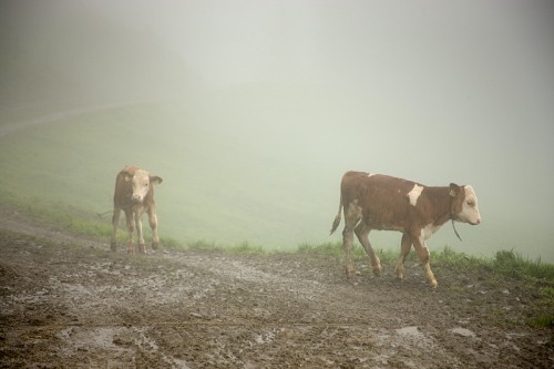 cows_in_the_mist.jpg