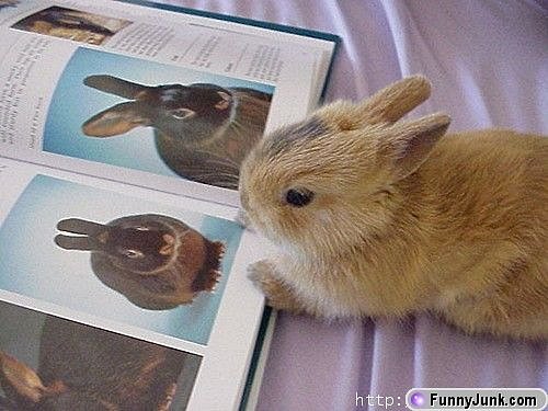 curiousrabbit.jpg