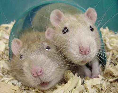 cute rats.jpg