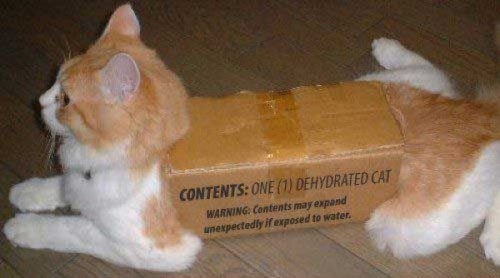 dehydrated_cat.jpg
