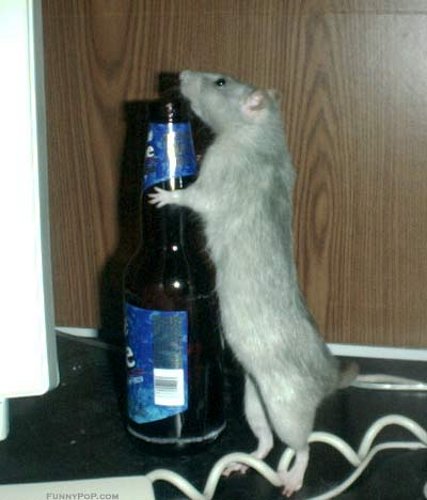 drunk_rat.jpg