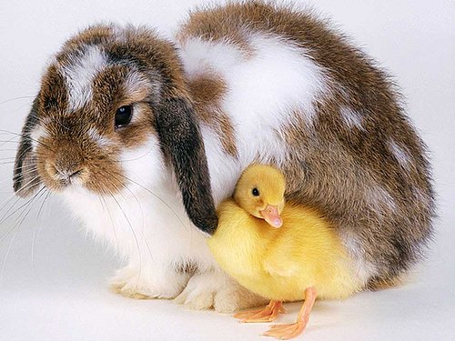 Easter_Buddies_800.jpg