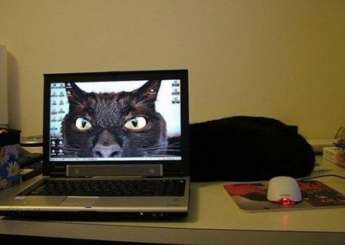 evil_cat_desktop.jpg