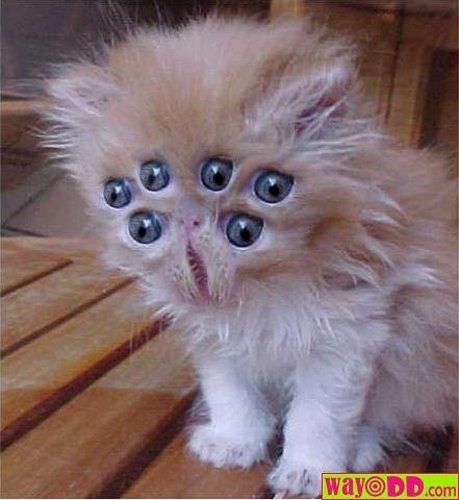 funny-pictures-alien-kitten-GXm.jpg