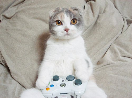 gamer_cat_1.jpg