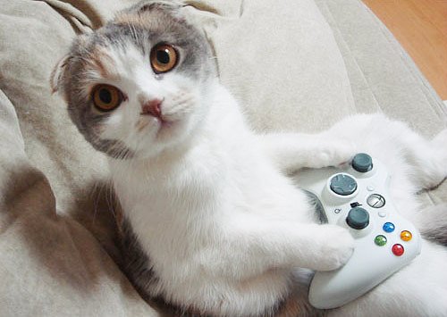 gamer_cat_3.jpg