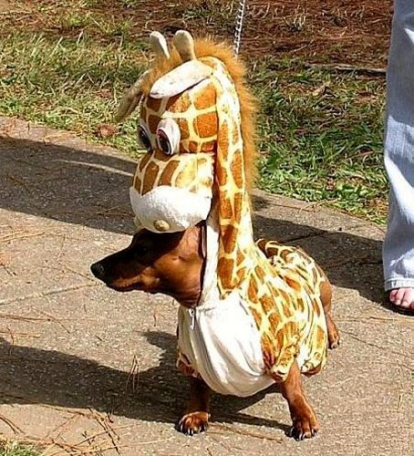 giraffe-wiener-dog.jpg