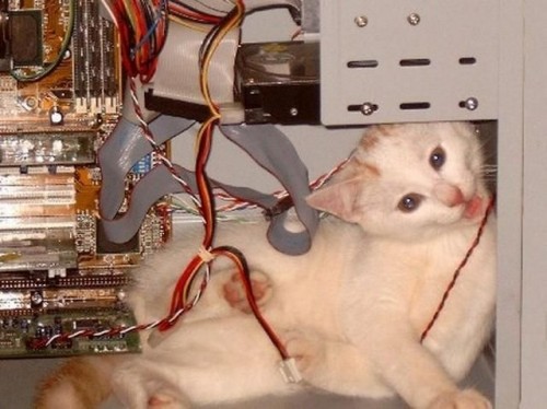hardware_cat.jpg
