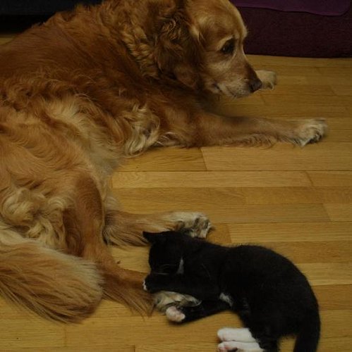 hund&katt.jpg