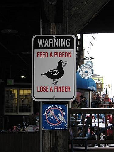 i242_feedpigeonlosefingerwv6.jpg