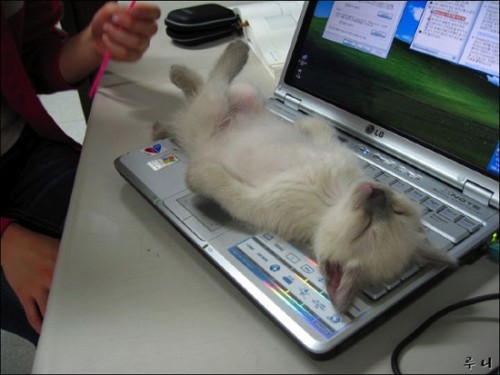 keyboard_cat.jpg