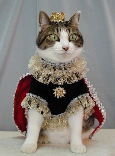 kingcat.jpg