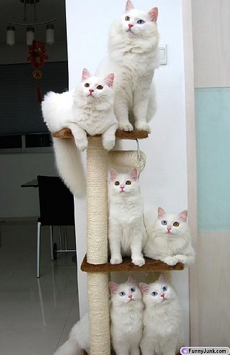 kittystacking.jpg