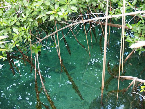 mangrovesgl1.jpg