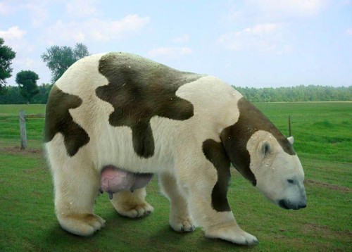 milkbear.jpg