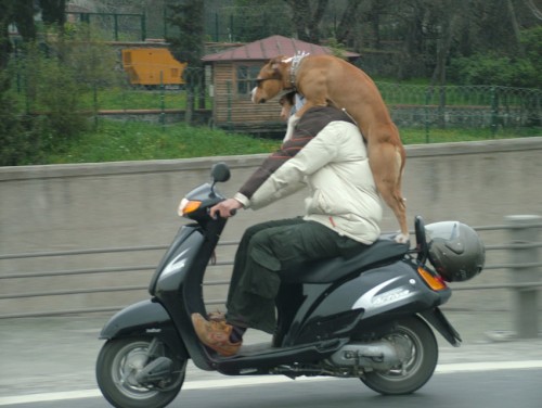 motodog.jpg