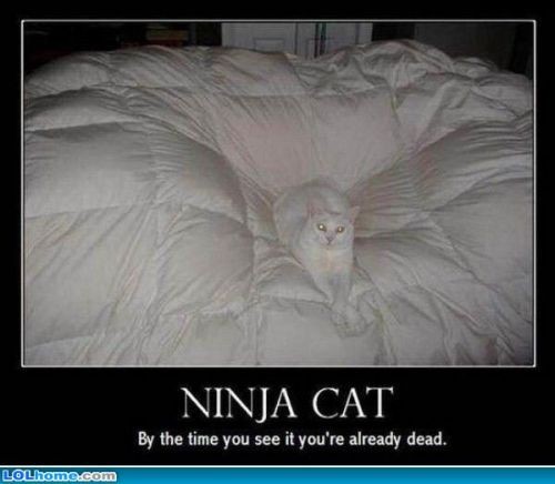 ninja_cat.jpg