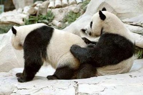 pandalove.jpg