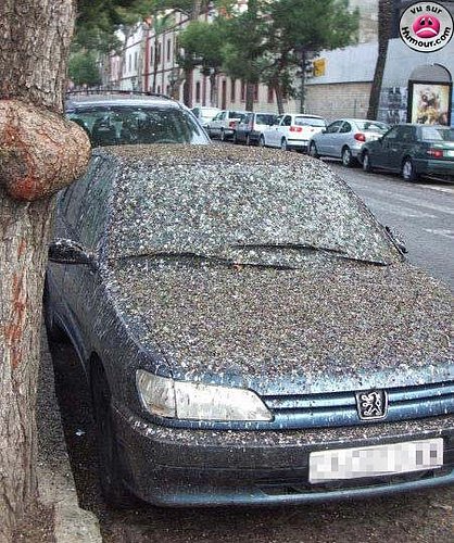 piegon_voiture.jpg