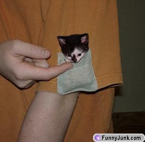 pocketcat.jpg