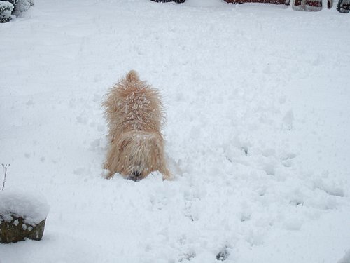 Rosie playing in the snow.jpg