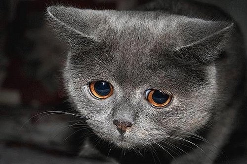 sad_cat.jpg