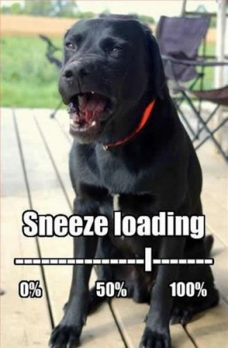 sneeze_loading.jpg