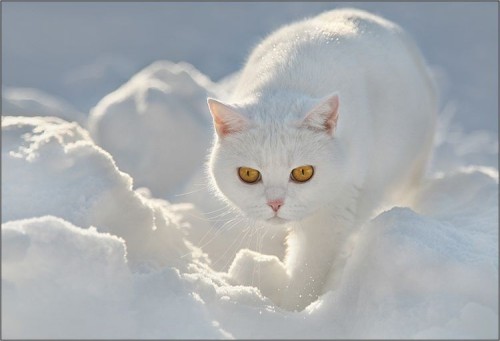 snowcat.jpg