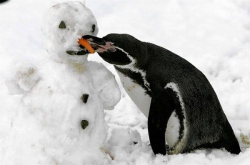 snowman_and_penguin.jpg