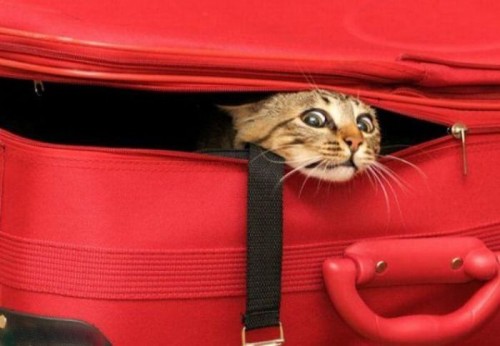 suitcase_cat.jpg