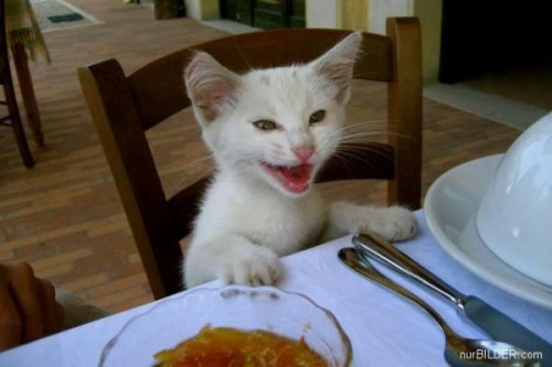 table_cat.jpg