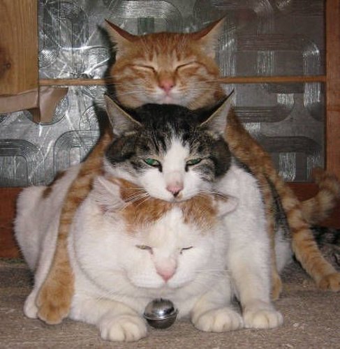 threecats.jpg