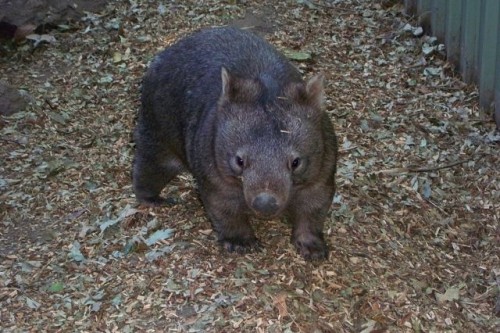 Wombat01.jpg