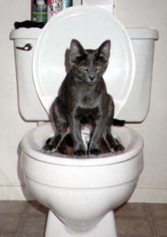 toiletcat.jpg